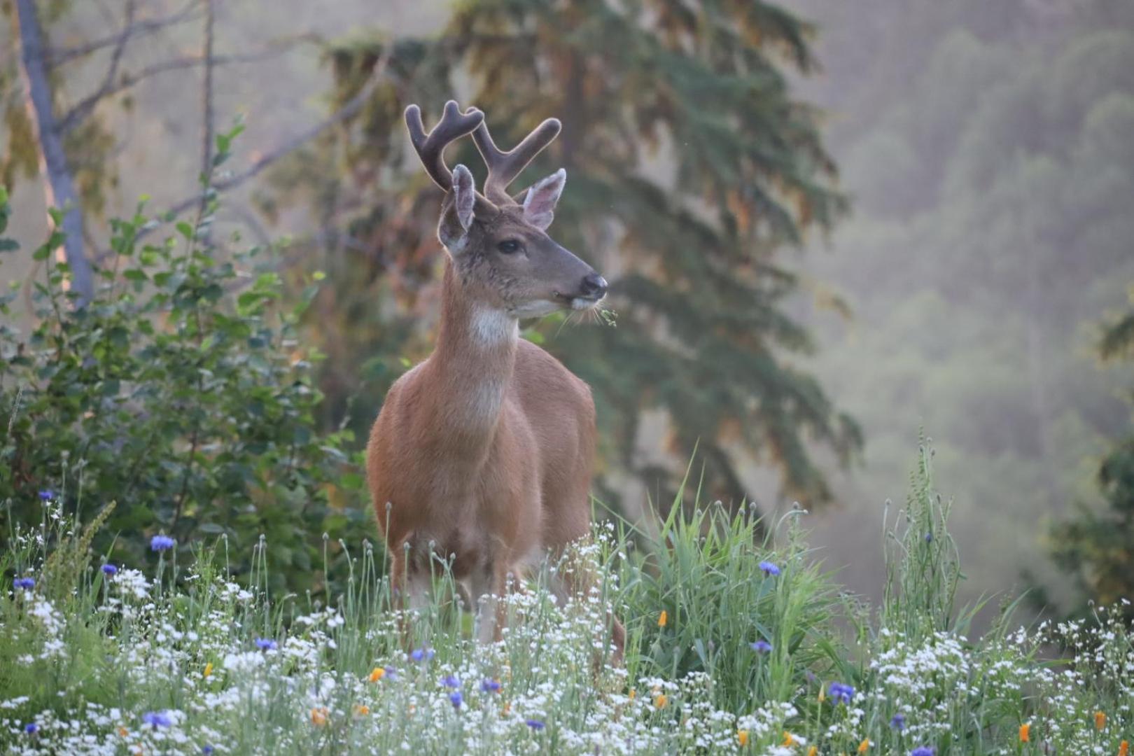 Stunning Mt Rainier Views!Tahoma Ridge Cottage Eatonville Ngoại thất bức ảnh