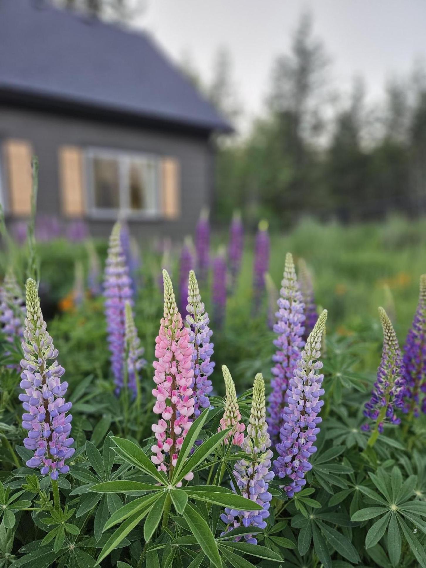 Stunning Mt Rainier Views!Tahoma Ridge Cottage Eatonville Ngoại thất bức ảnh