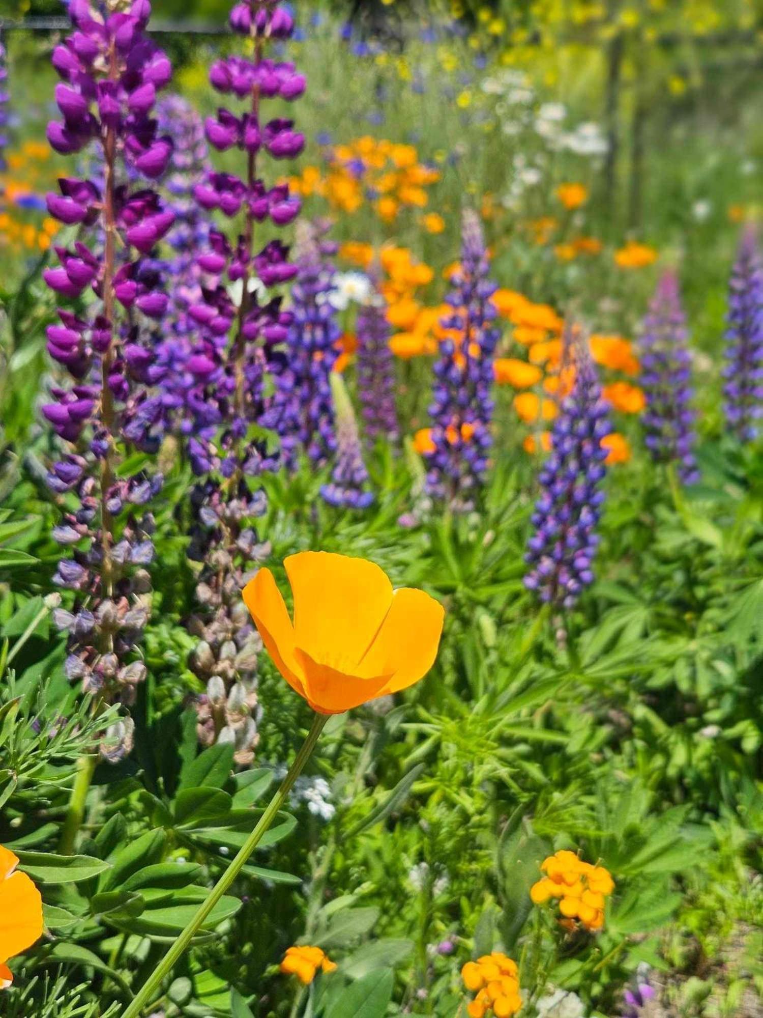 Stunning Mt Rainier Views!Tahoma Ridge Cottage Eatonville Ngoại thất bức ảnh