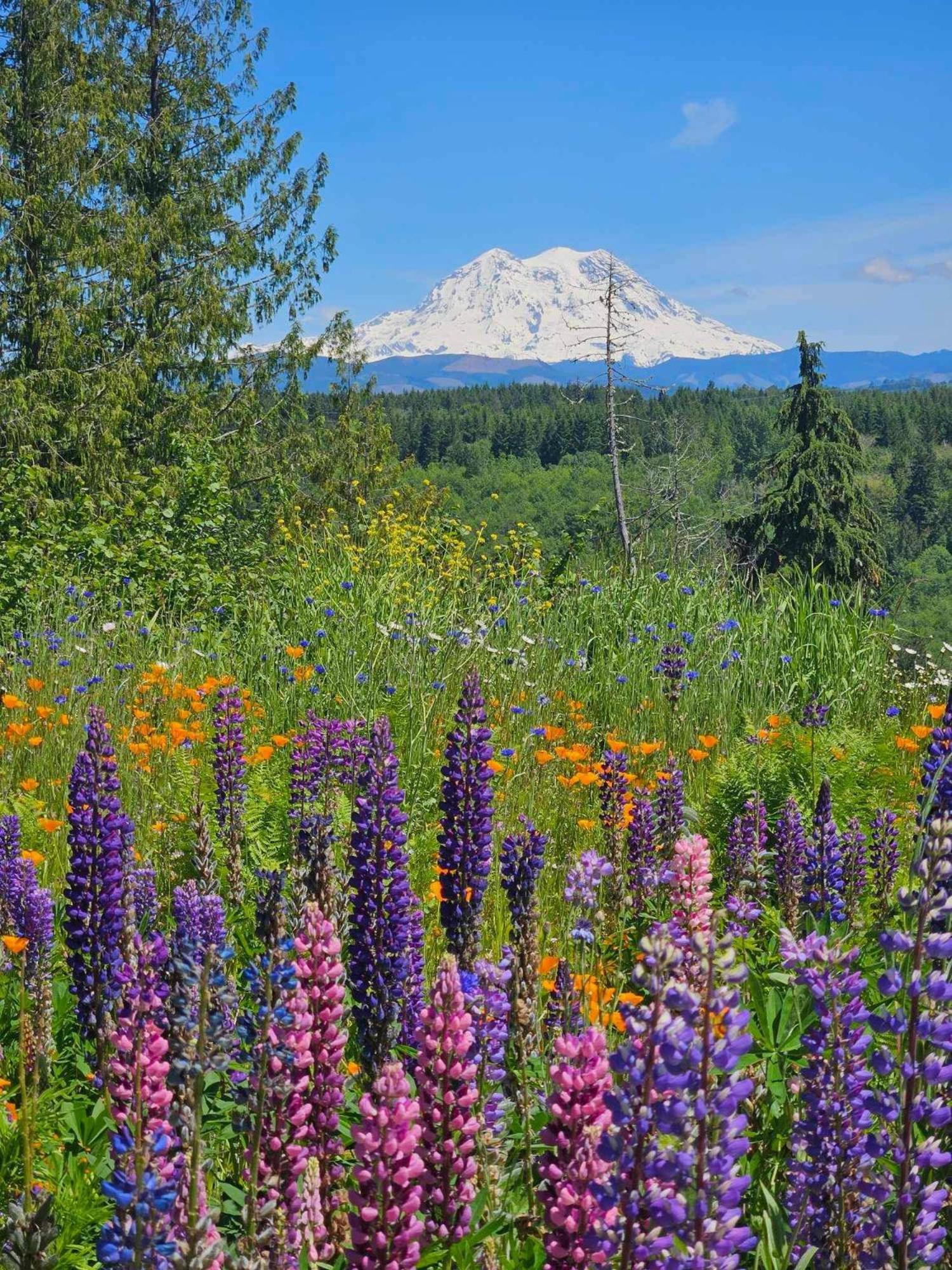 Stunning Mt Rainier Views!Tahoma Ridge Cottage Eatonville Ngoại thất bức ảnh
